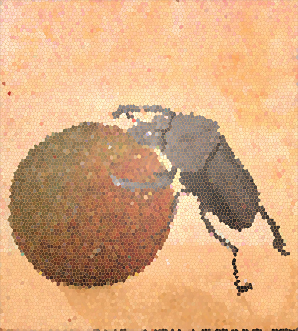 Mistkäfer - Skarabaeus