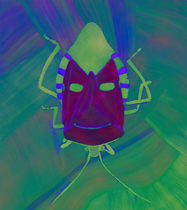 Catacanthus-incarnatus - Man-faced Stink Bug